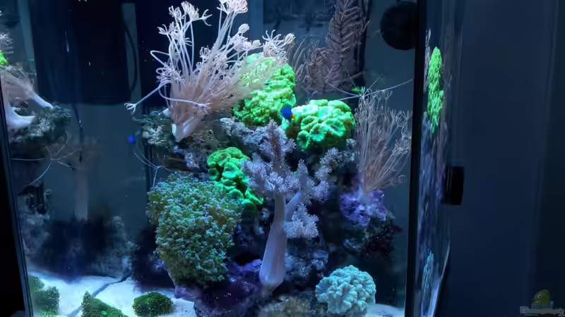 Aquarium Nano High Tower von garnelenhunter (6)