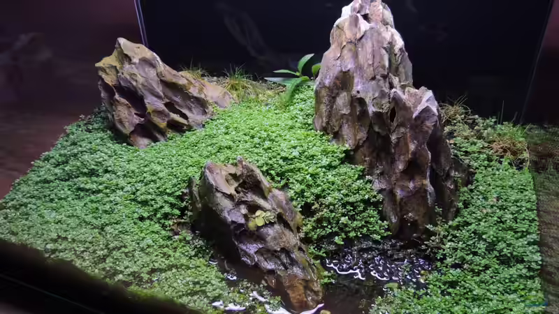 Aquarium Nano nur noch Beispiel von K.S. (10)