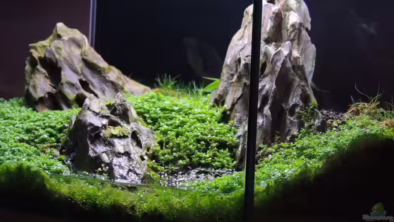 Aquarium Nano nur noch Beispiel von K.S. (12)