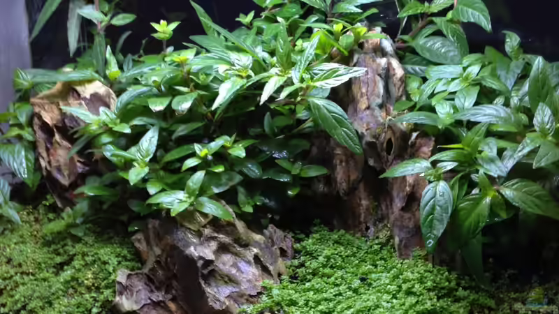 Aquarium Nano nur noch Beispiel von K.S. (5)