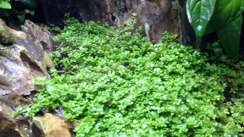 Aquarium Nano nur noch Beispiel von K.S. (6)