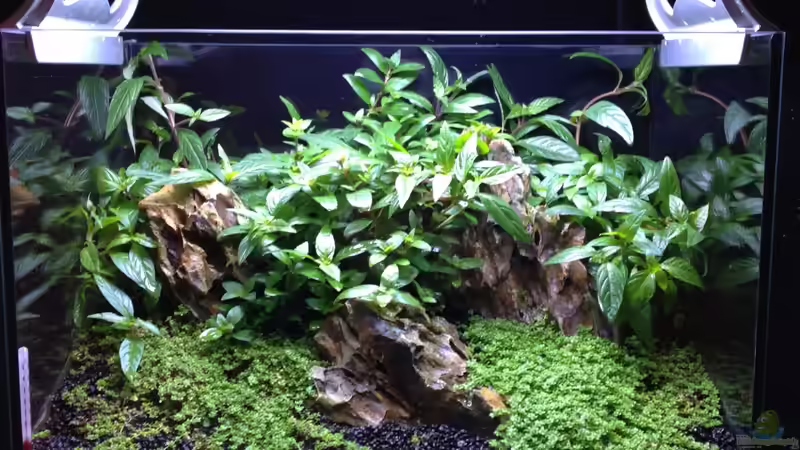 Aquarium Nano nur noch Beispiel von K.S. (8)