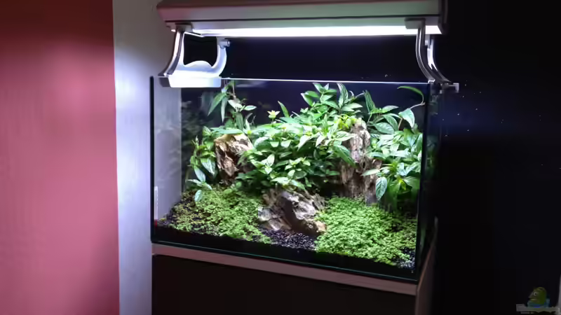 Aquarium Nano nur noch Beispiel von K.S. (9)