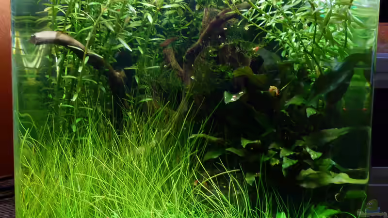 Aquarium Nano von René L. (2)