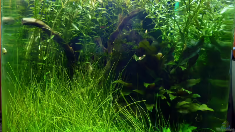 Aquarium Nano von René L. (3)