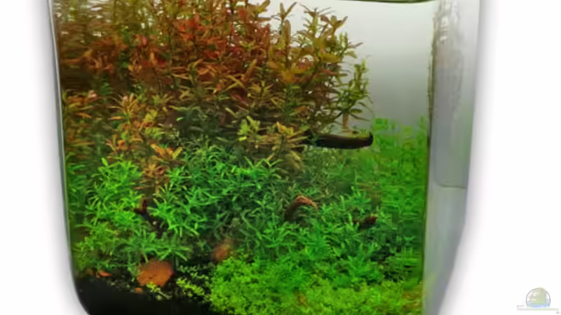 Aquarium Nano World Colour von Nano-FAN (2)