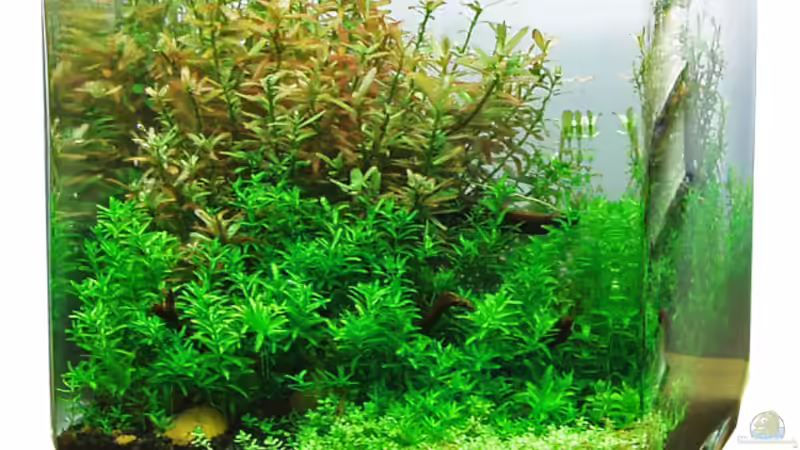 Aquarium Nano World Colour von Nano-FAN (4)