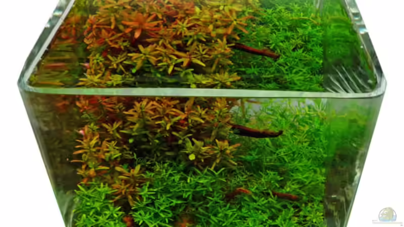 Aquarium Nano World Colour von Nano-FAN (5)