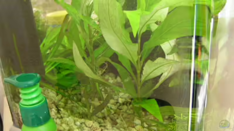Aquarium Nanobecken 16246 von SeLo (8)