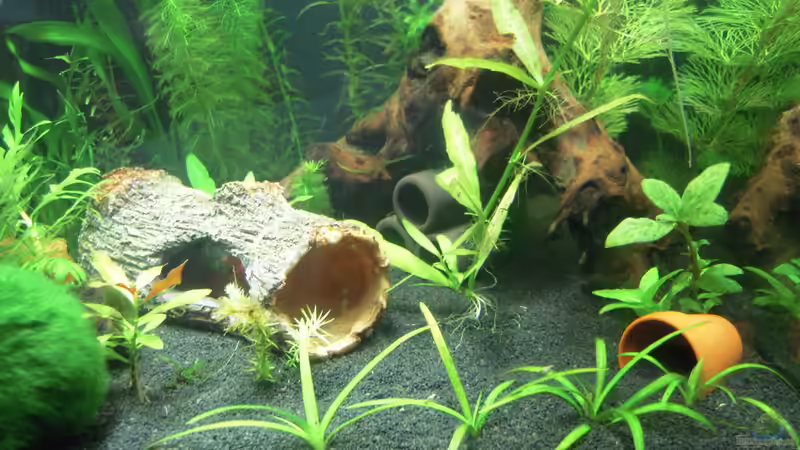 Aquarium Nanobecken von Garneli (2)