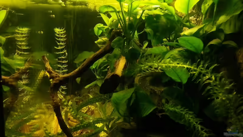 Aquarium Nanochromis transvestitus - Nur noch als Beispiel von Julien Preuß (2)