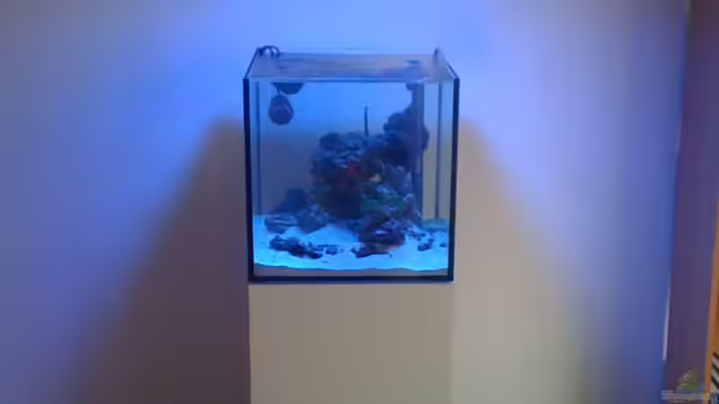 Aquarium NanoReef von Hai Dang Ngo (12)