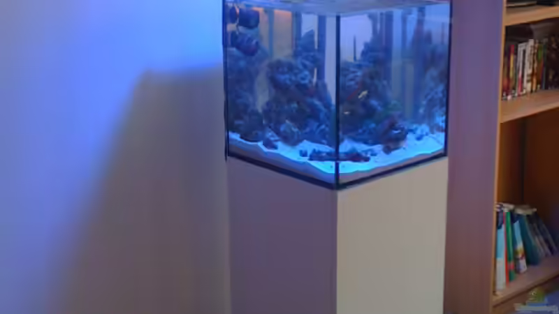 Aquarium NanoReef von Hai Dang Ngo (13)