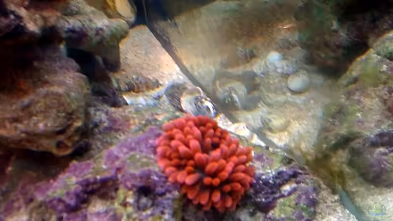 Aquarium NanoReef von Hai Dang Ngo (6)