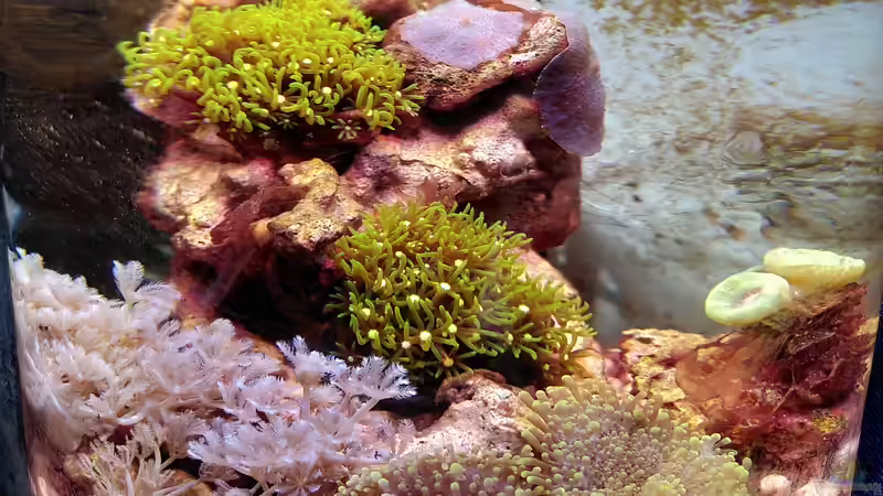Aquarium Nanoriff von Stephi (2)