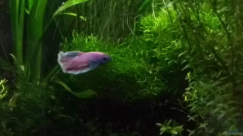 Aquarium Nanowelt von Stephy (10)