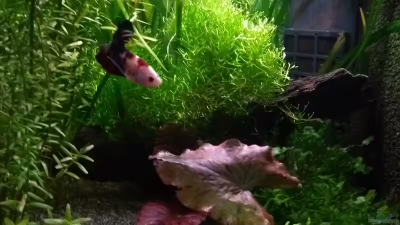 Aquarium Nanowelt von Stephy (9)