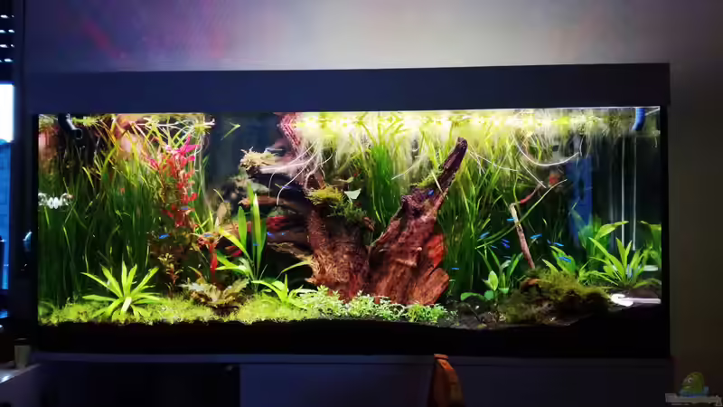 Aquarium Nanozonas von Lance Hardwood (10)