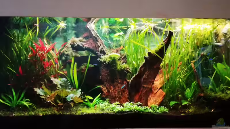 Aquarium Nanozonas von Lance Hardwood (11)