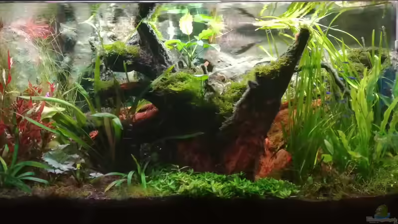 Aquarium Nanozonas von Lance Hardwood (7)