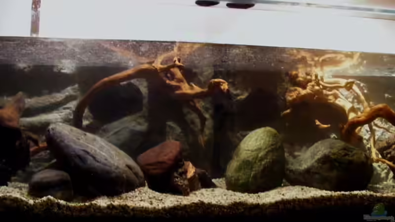 Aquarium Natur of Dreams Ogowe von Falk (10)