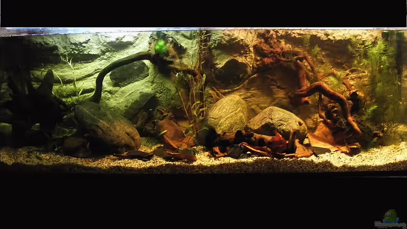 Aquarium Natur of Dreams Ogowe von Falk (7)