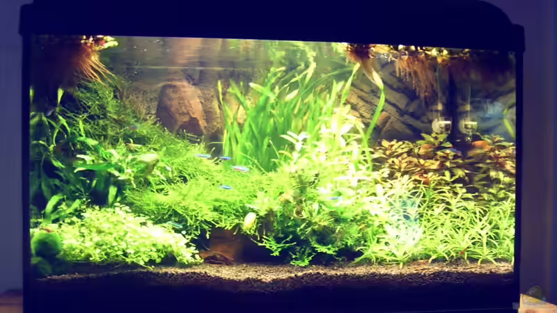 Aquarium Natur von Arle (2)