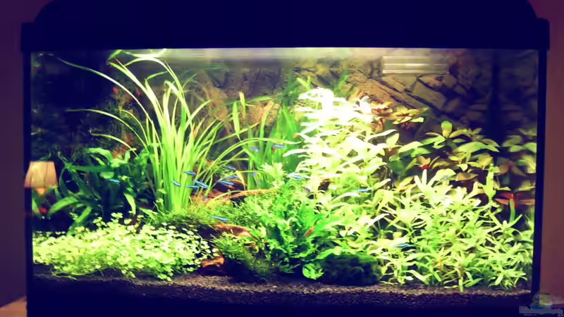 Aquarium Natur von Arle (3)