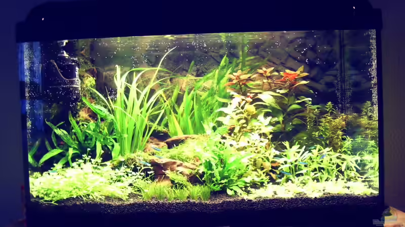 Aquarium Natur von Arle (4)