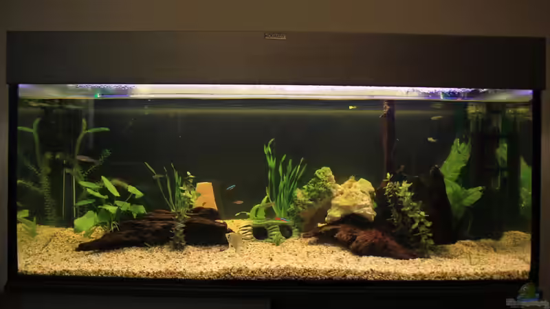 Aquarium Natural Home von Sebastian Wolff (2)