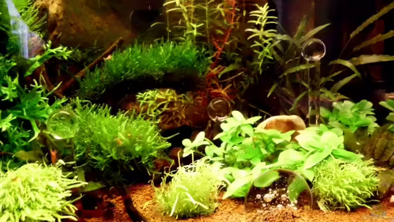 Aquarium Naturaquarium ( nur noch als Beispiel ) von die Perle... (10)