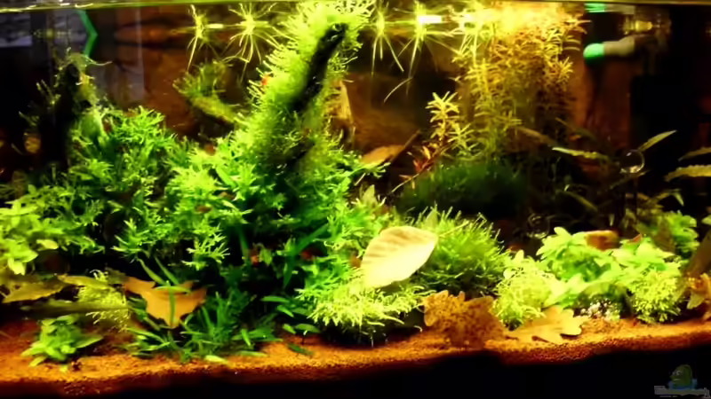 Aquarium Naturaquarium ( nur noch als Beispiel ) von die Perle... (12)