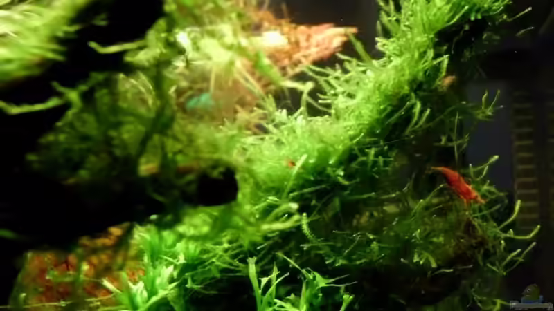 Aquarium Naturaquarium ( nur noch als Beispiel ) von die Perle... (13)