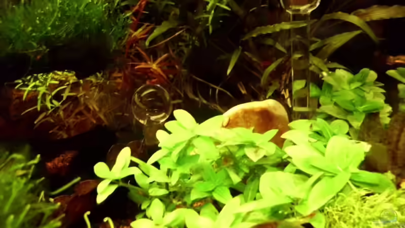 Aquarium Naturaquarium ( nur noch als Beispiel ) von die Perle... (5)