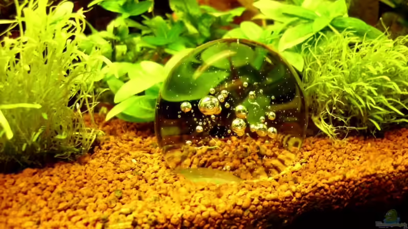 Aquarium Naturaquarium ( nur noch als Beispiel ) von die Perle... (7)