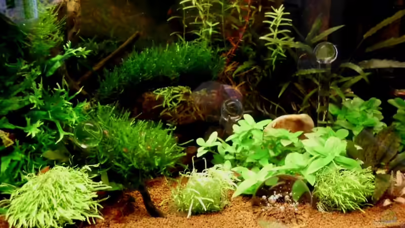 Aquarium Naturaquarium ( nur noch als Beispiel ) von die Perle... (8)