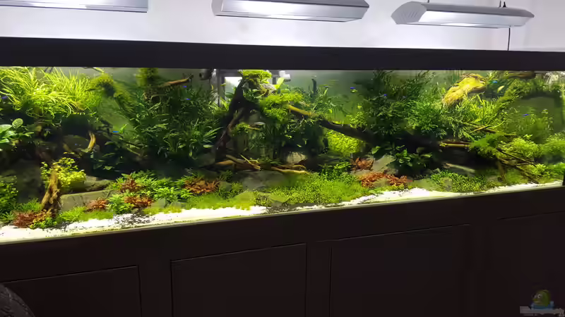 Aquarium Naturaquarium Aquascape von Sven Oelze (10)