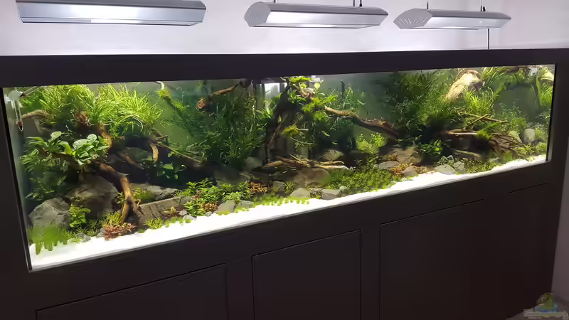 Aquarium Naturaquarium Aquascape von Sven Oelze (3)