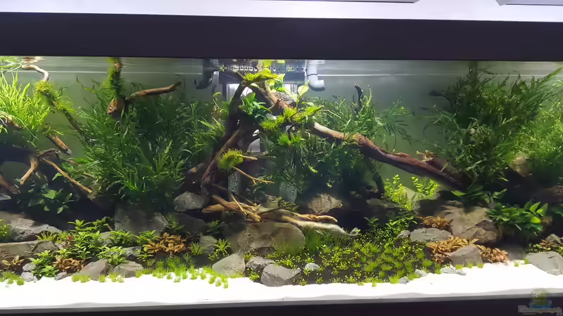Aquarium Naturaquarium Aquascape von Sven Oelze (5)