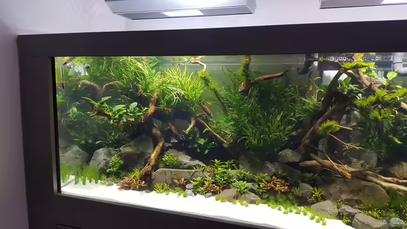 Aquarium Naturaquarium Aquascape von Sven Oelze (6)