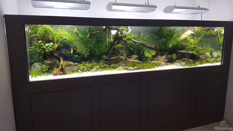 Aquarium Naturaquarium Aquascape von Sven Oelze (7)