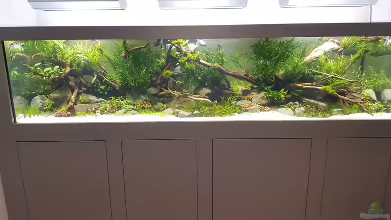 Aquarium Naturaquarium Aquascape von Sven Oelze (8)