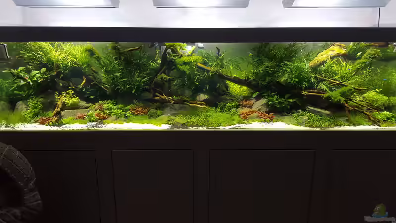 Aquarium Naturaquarium Aquascape von Sven Oelze (9)