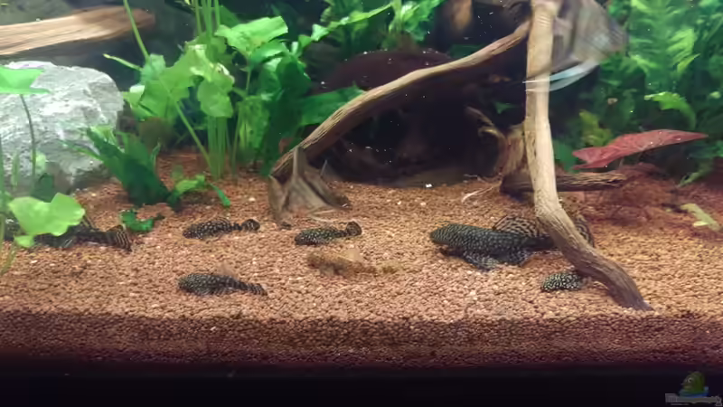 Aquarium Naturaquarium Südamerika ( nur noch Beispiel) von Ralf Bercke (17)