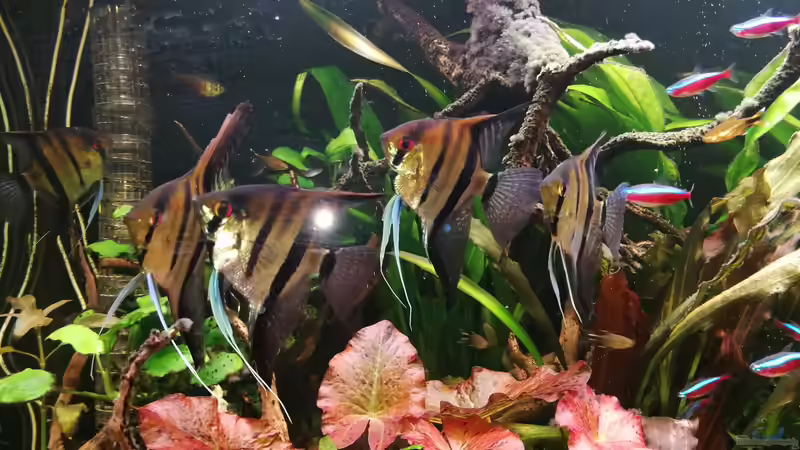 Aquarium Naturaquarium Südamerika ( nur noch Beispiel) von Ralf Bercke (20)