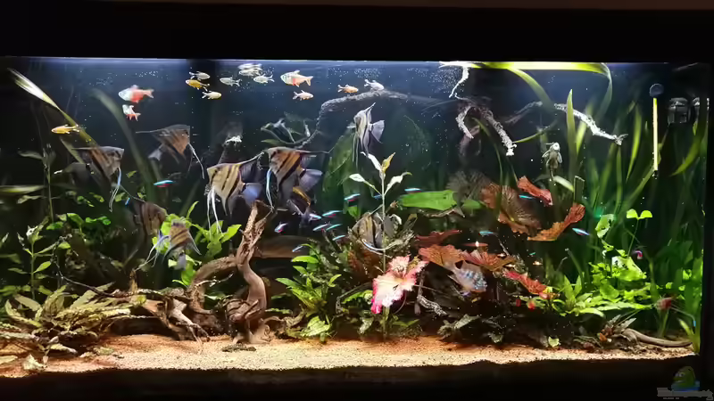 Aquarium Naturaquarium Südamerika ( nur noch Beispiel) von Ralf Bercke (22)