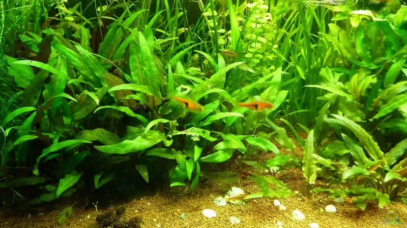 Aquarium Naturaquarium von gcs (10)