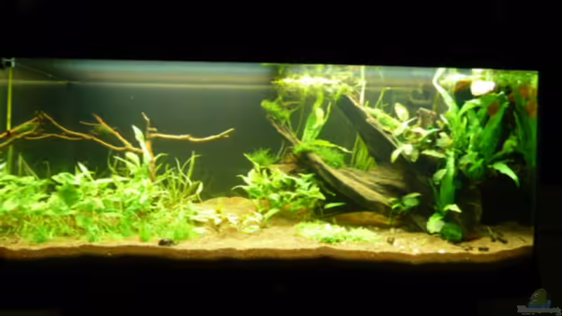 Aquarium Naturaquarium von gcs (2)
