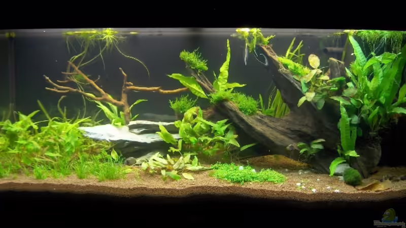 Aquarium Naturaquarium von gcs (3)