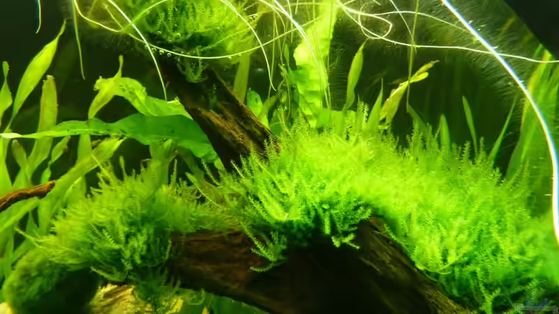 Aquarium Naturaquarium von gcs (6)